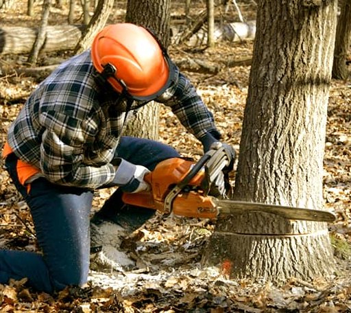 Tree Removal in North Fork, ID